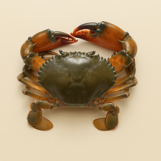 Crabe Madagascar coupé