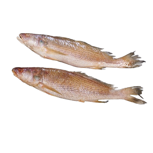 Capitaine du Sénégal 4KG