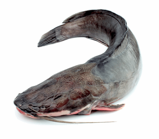 Poisson chat 4KG