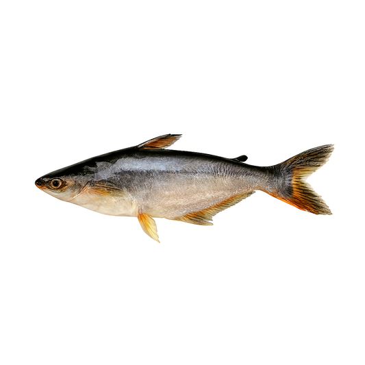 Panga - Malangua 4KG