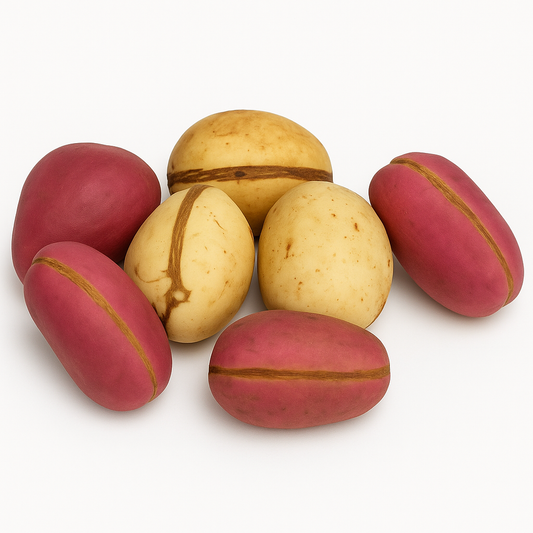 Noix de cola bicolore