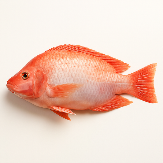 Tilapia rouge 4KG
