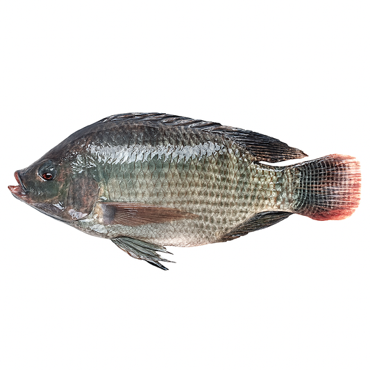 Tilapia noir 4KG