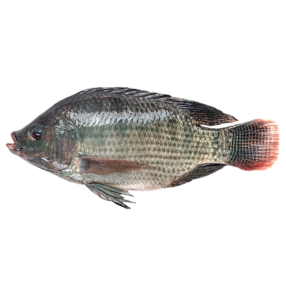 Tilapia noir