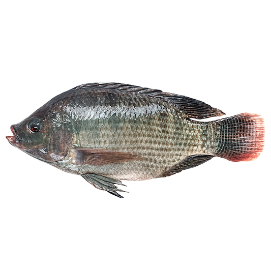 Tilapia noir