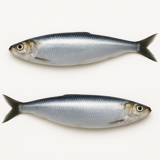 Sardines